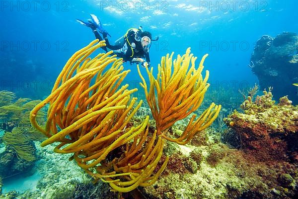 Diver and giant slit-pore sea rod