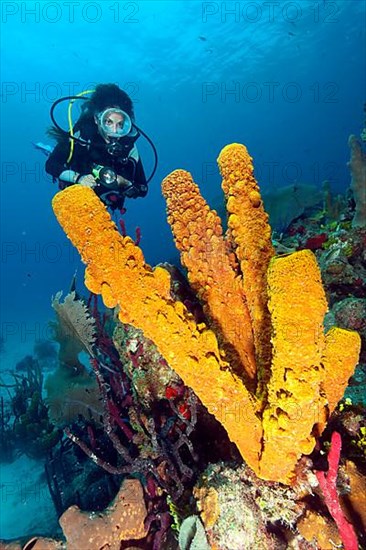 Diver and yellow-green candle sponge
