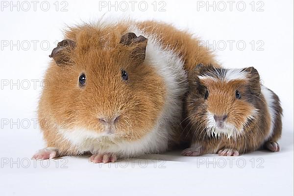 Guinea Pig pig with kitten