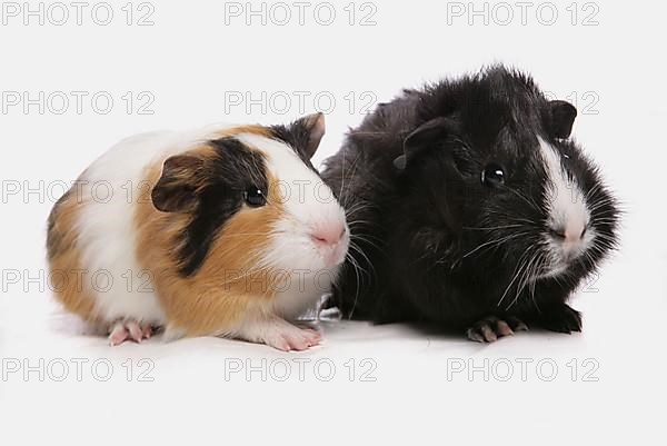 Guinea Pig pigs