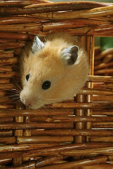 Native golden hamster