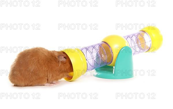 Golden hamster with toy