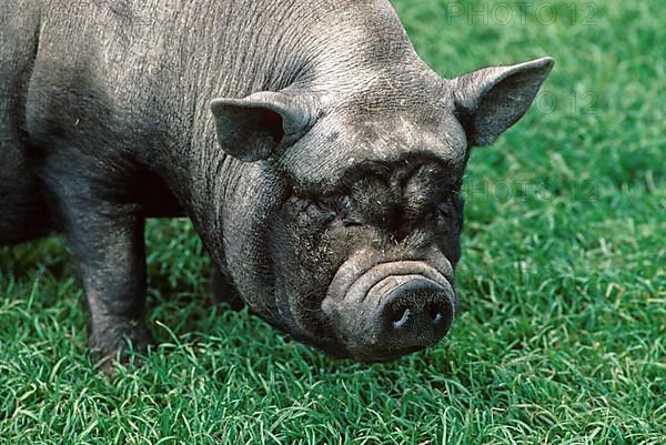 Vietnamese pot-bellied pig