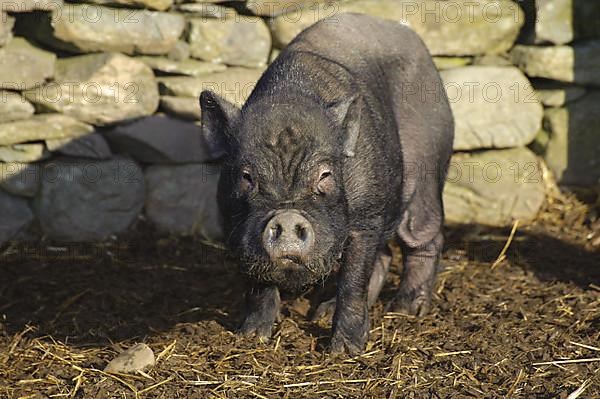 Vietnamese pot-bellied pig