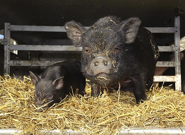 Vietnamese pot-bellied pigs