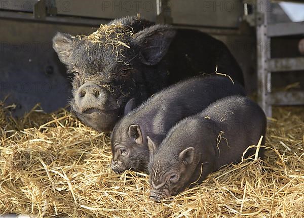 Vietnamese pot-bellied pig