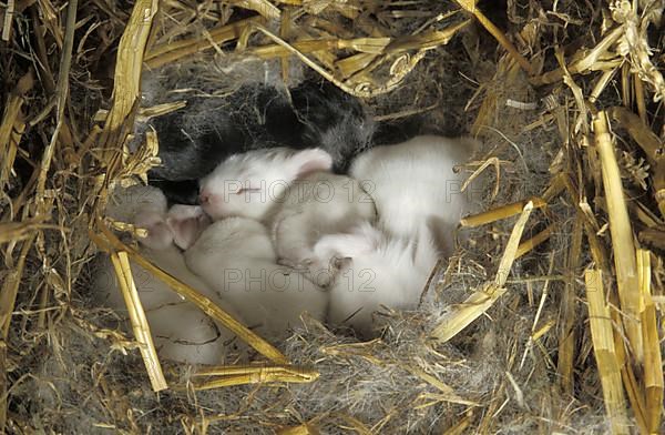 Domestic rabbit