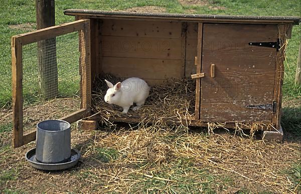 House rabbit