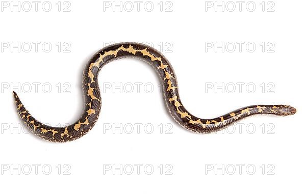 Kenyan sand boa