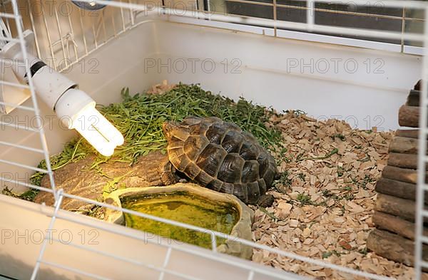 Hermann's hermann's tortoise