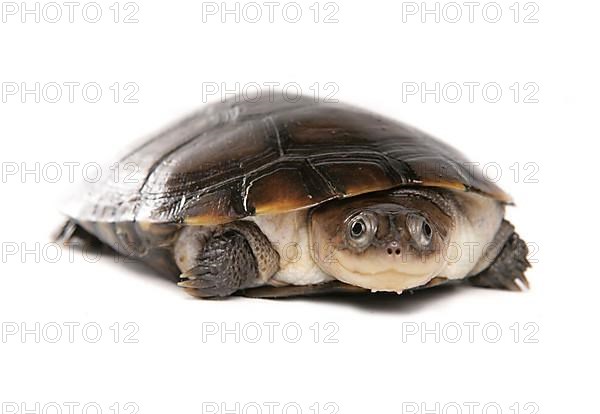 African helmeted turtle