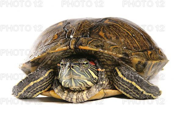 Red-eared slider