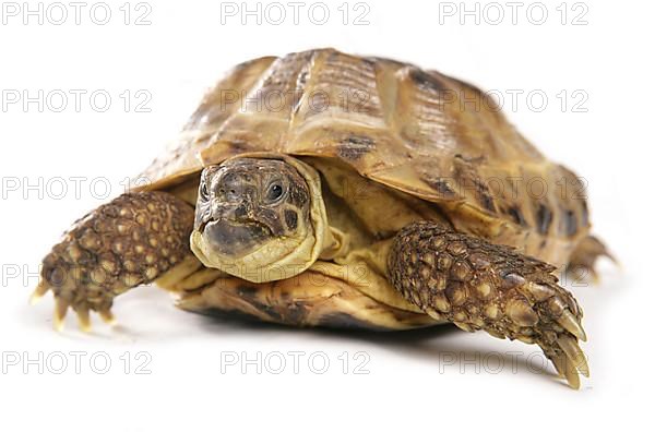 Russian tortoise