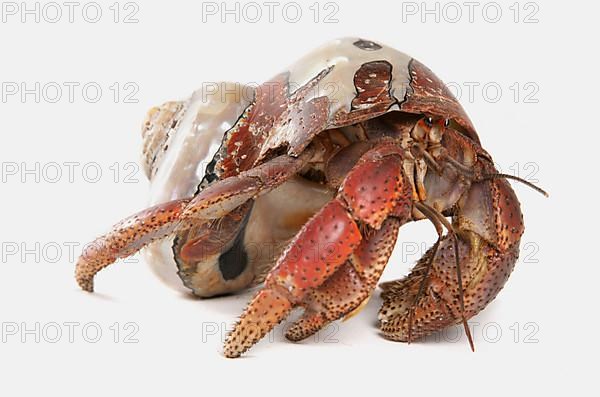 Caribbean hermit crab