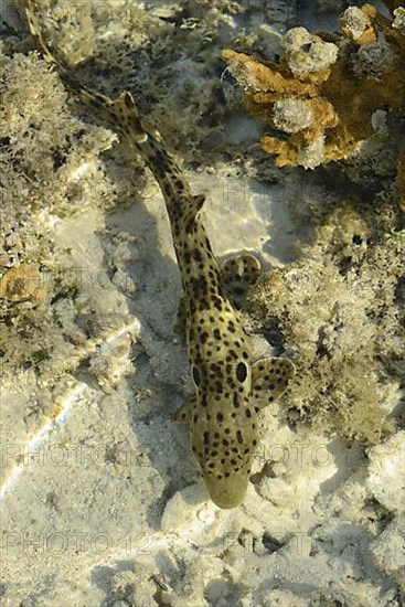 Adult epaulette shark