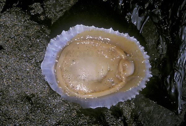 China Limpet shell