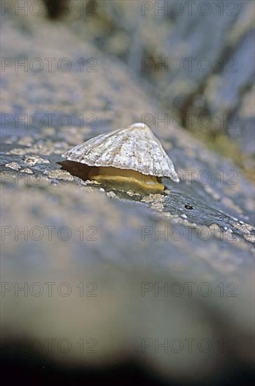 Common common limpet