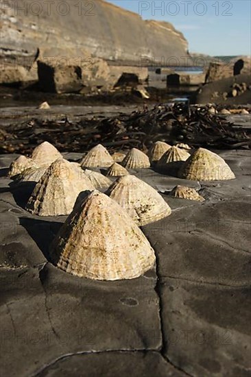 Common common limpet