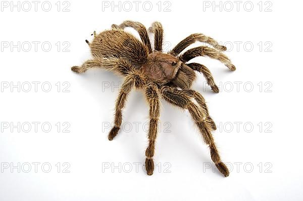 Chilean chilean tarantula