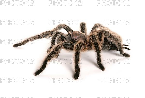 Chilean rose hair tarantula