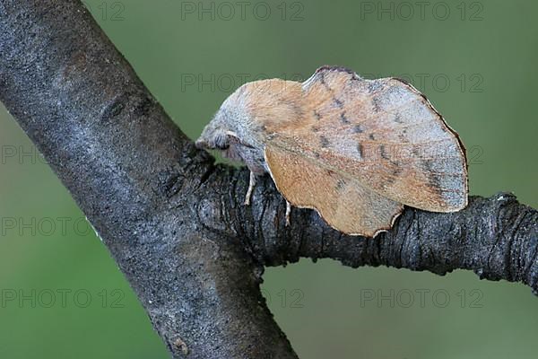 Small small lappet moth