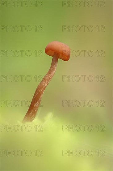 Fruiting body of the Golden Trumpet