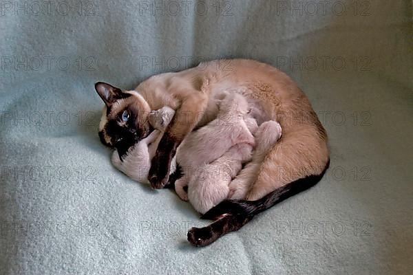 Siamese cat suckling kittens