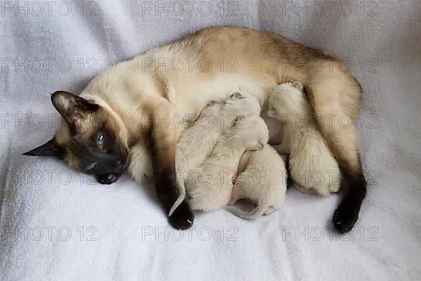 Siamese cat suckling kittens