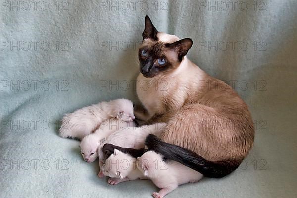 Siamese cat with kitten