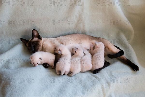 Siamese cat with kitten