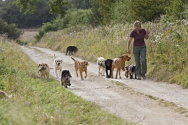 Woman walking Labrador Retriever and English Cocker Spaniel