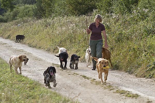 Woman walking Labrador Retriever and English Cocker Spaniel