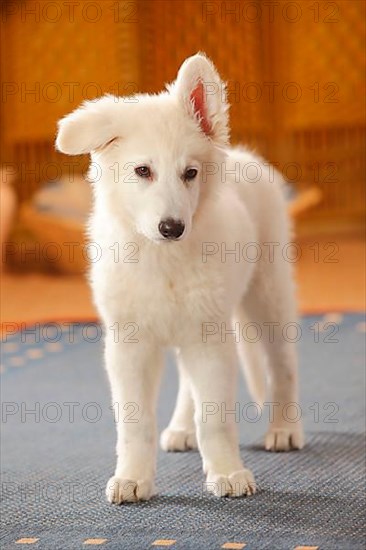 White Swiss Shepherd Dog