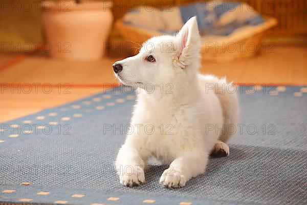 White Swiss Shepherd Dog