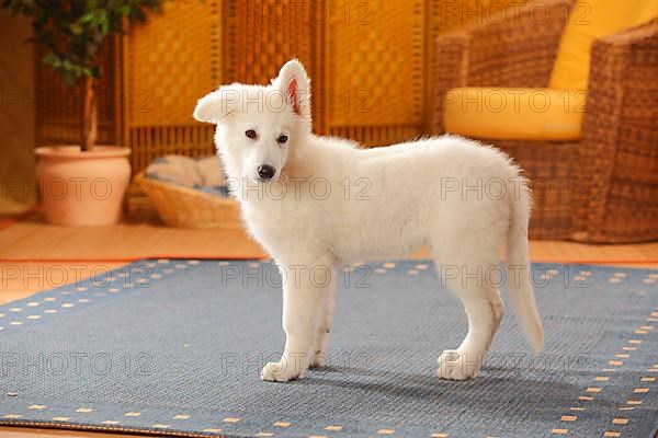 White Swiss Shepherd Dog