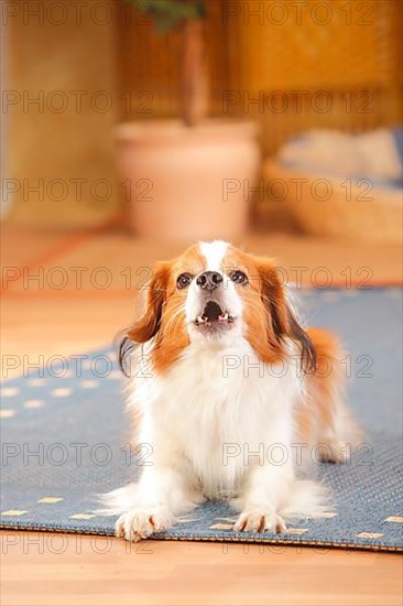 Kooikerhondje