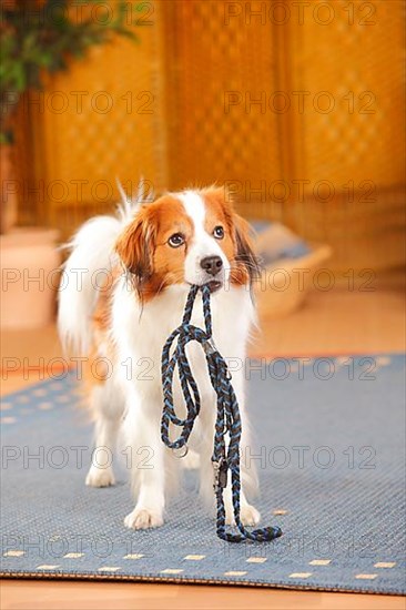 Kooikerhondje wears his leash