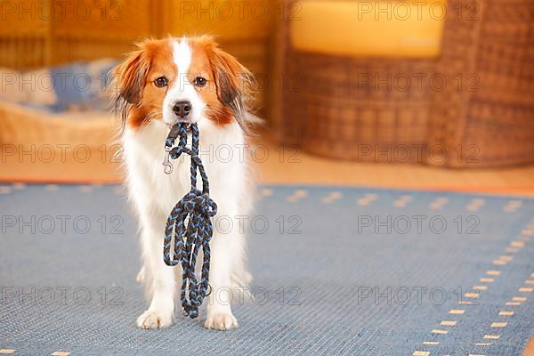 Kooikerhondje wears his leash