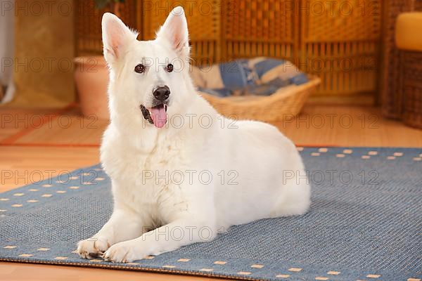 White Swiss Shepherd Dog