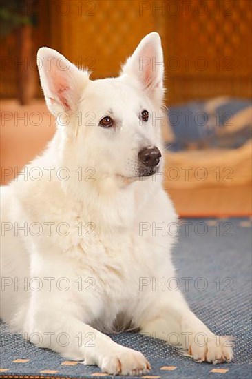 White Swiss Shepherd Dog