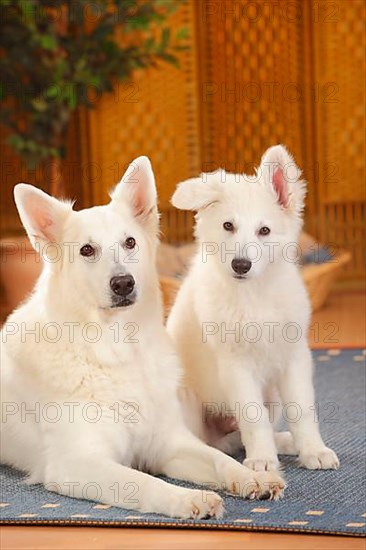 White Swiss Shepherd Dogs