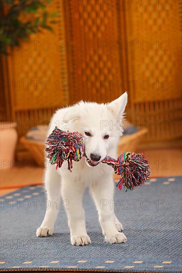 White Swiss Shepherd Dog