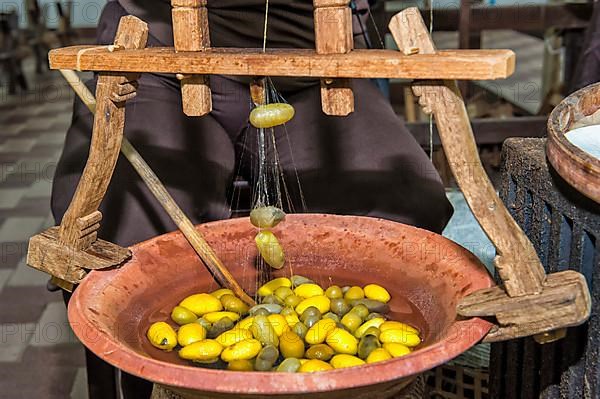 Extraction of silk wires from the cocoon