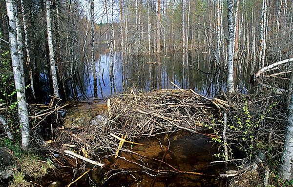 European beaver