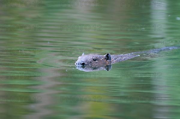 European beaver