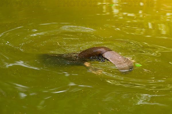 European beaver