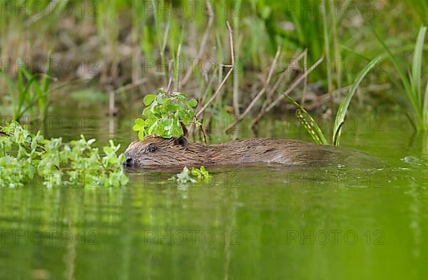European beaver