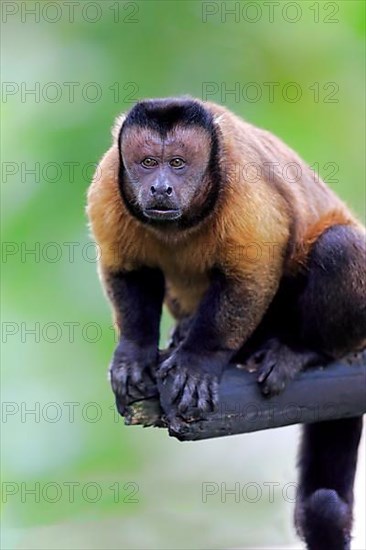 Tufted capuchin