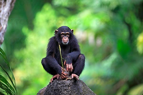 Common chimpanzee