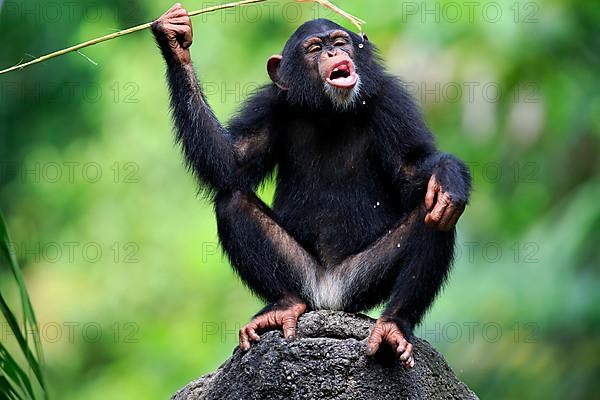 Common chimpanzee